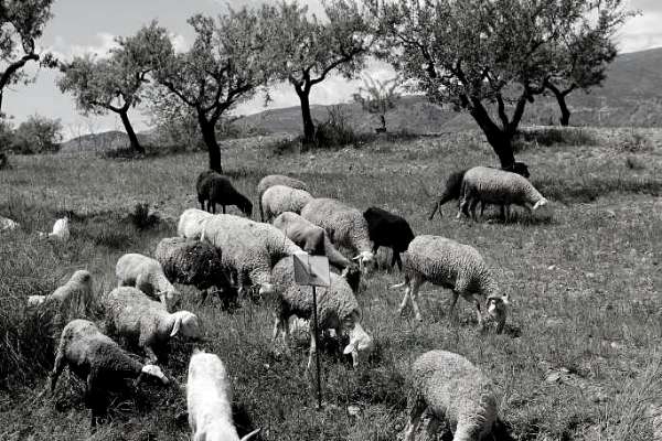 Viande d'agneau halal élevé en agriculture biologique ou raisonnée
