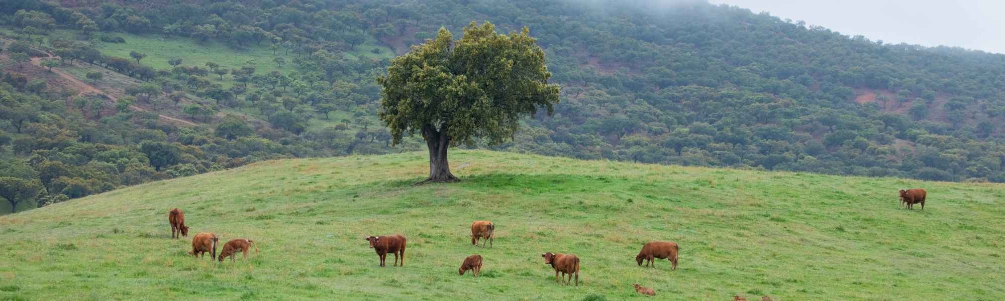 Boeuf en liberté dans la Sierra Aracena en Andalousie, terre de notre charcuterie halal
