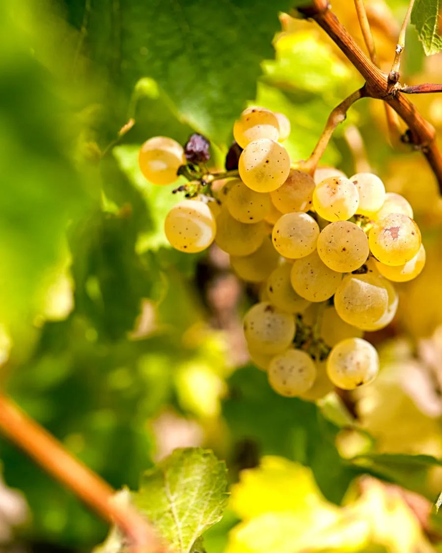 Chardonnay sans alcool, cépage utilisé pour réaliser par exemple le meilleur vin blanc sec sans alcool ou un pétillant sans alcool et sans sucre comme un champagne sans alcool luxe tel que le très recherché champagne sans alcool French Bloom