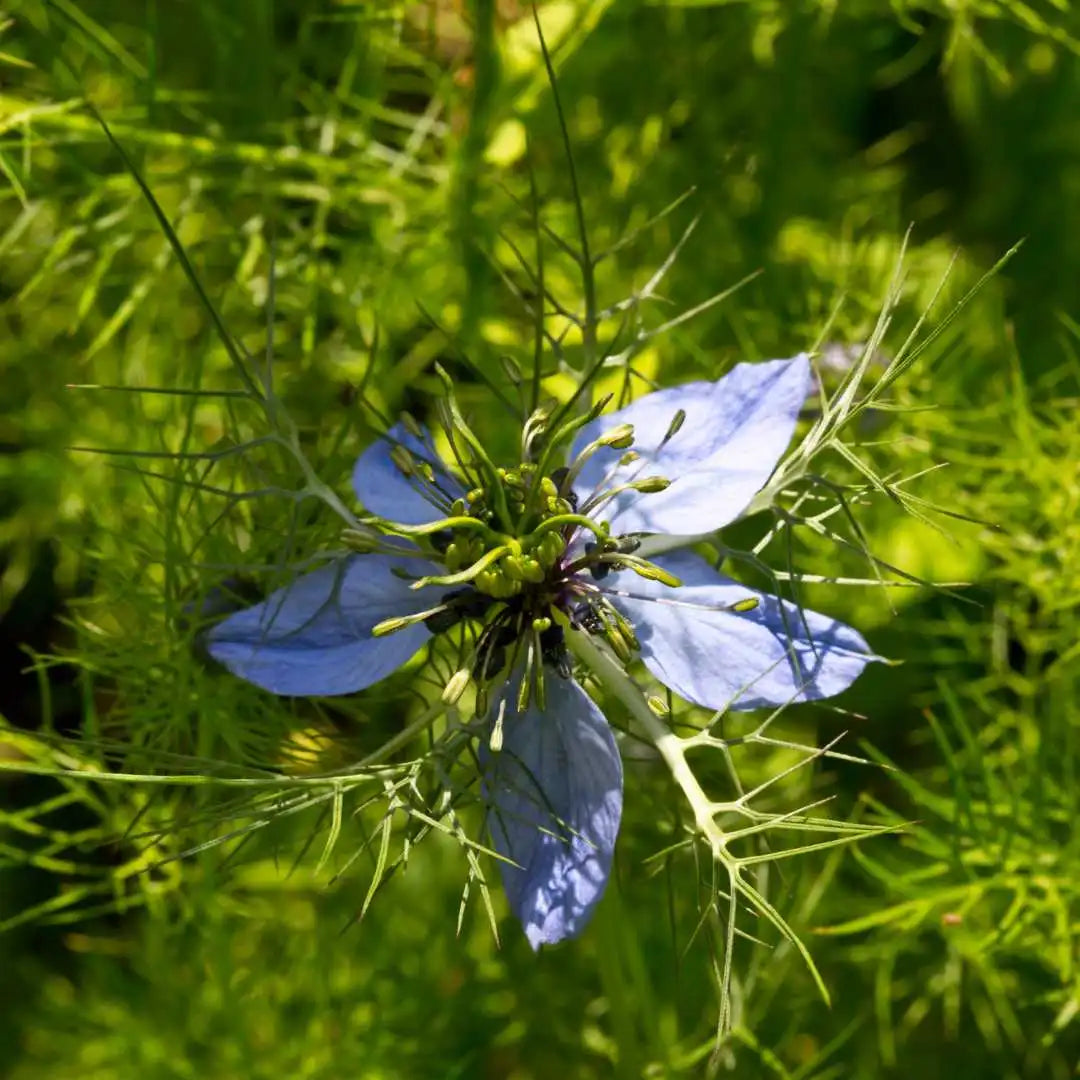 fleur de nigelle