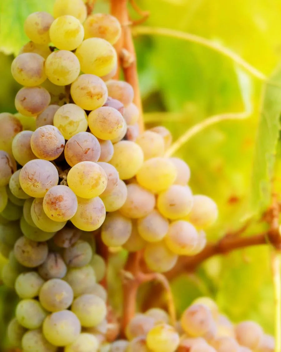 Muscat sans alcool idéal pour réaliser un bon vin blanc moelleux sans alcool