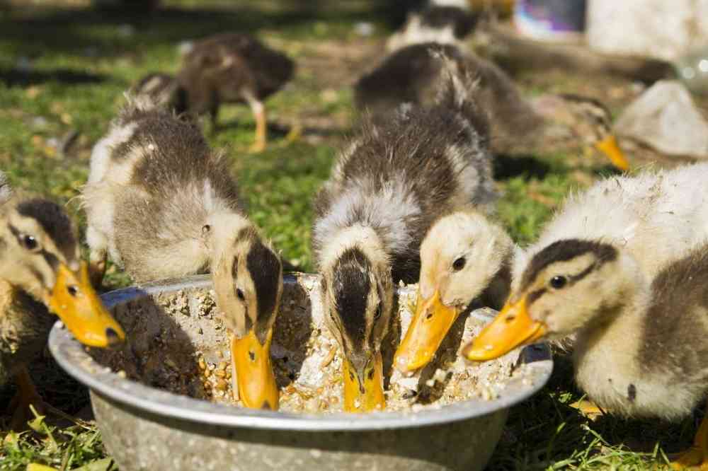 Canards de la ferme Vicary