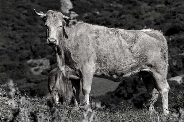 Onze sobrasada is gemaakt van rundvlees uit Andalusië in Spanje. Sobrasada komt oorspronkelijk van de Balearen.