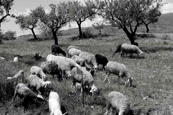 Agneau en troupeau dans les montagnes andalouses