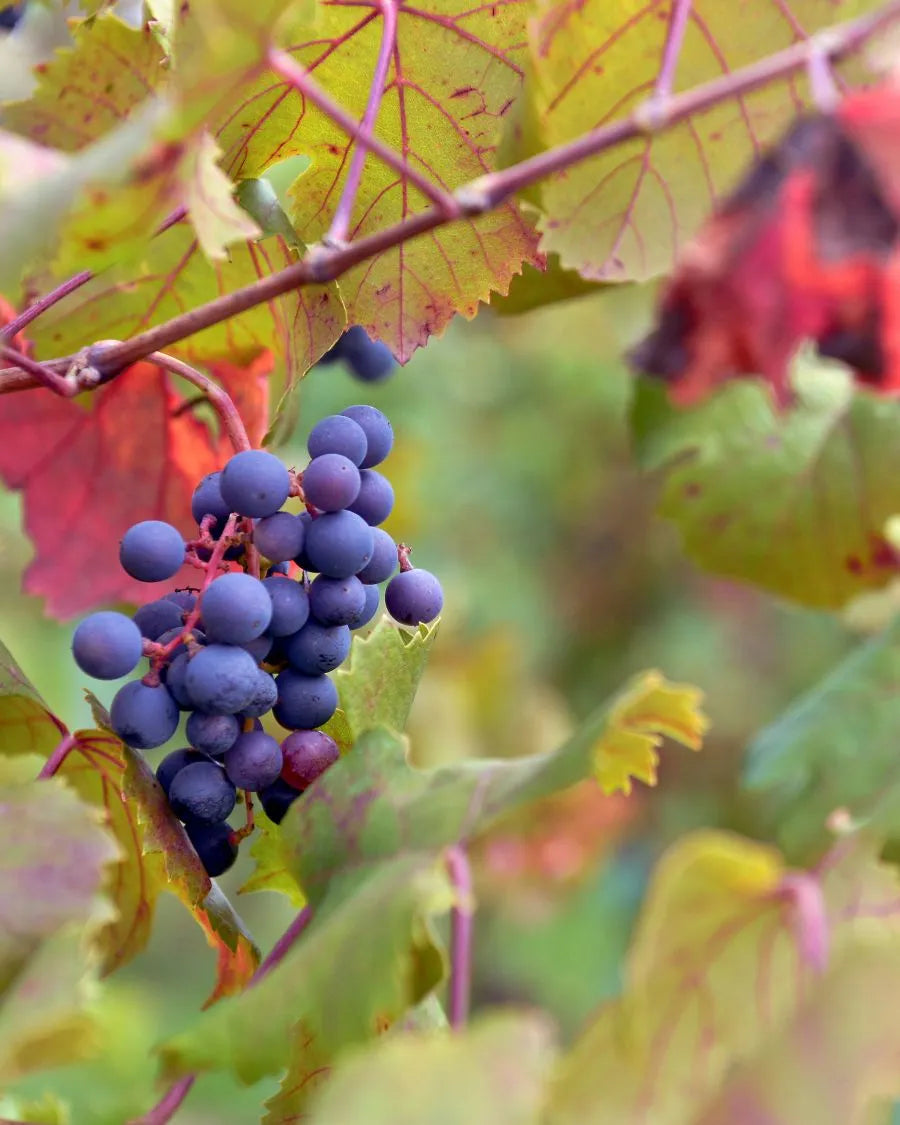 Merlot-druivensoort die wordt gebruikt om alcoholvrije rode wijn te maken 