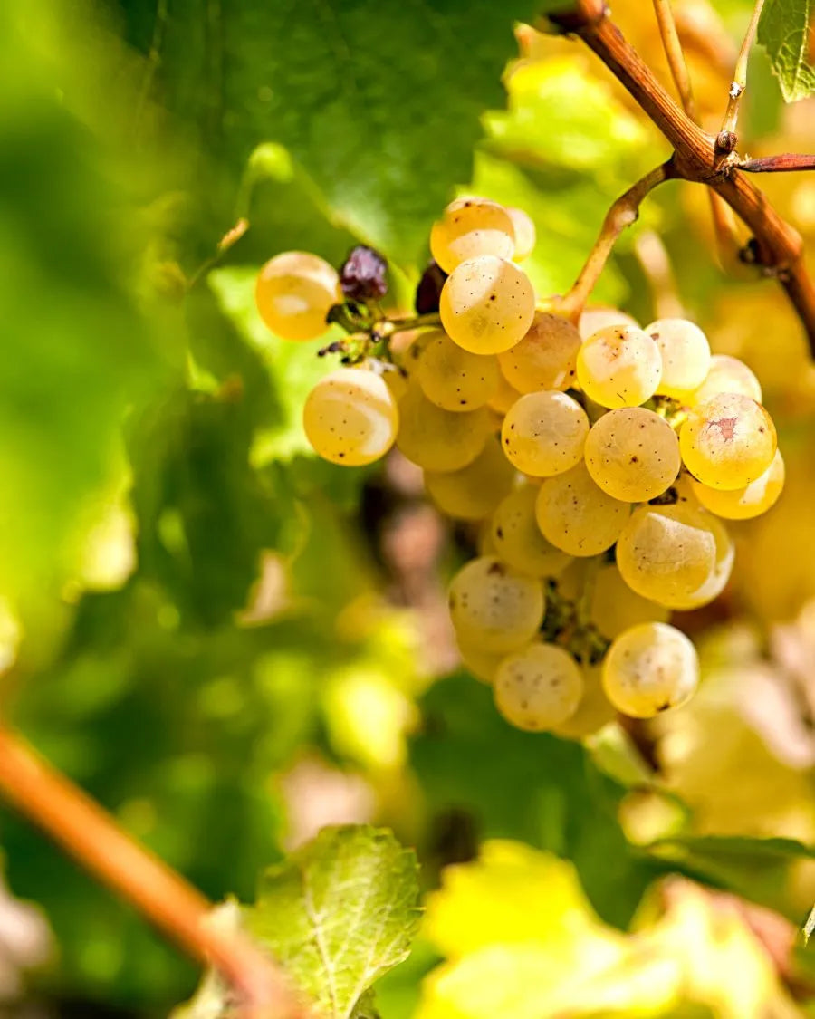 Chardonnay sans alcool, cépage utilisé pour réaliser par exemple le meilleur vin blanc sec sans alcool ou un pétillant sans alcool et sans sucre.